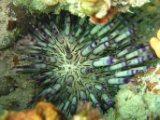 Sea urchin